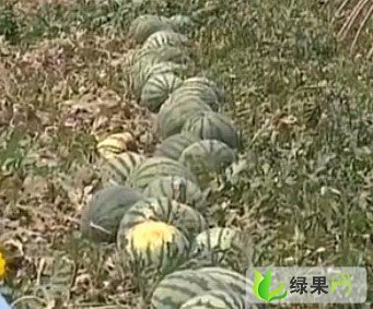 京欣价格