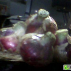 山东岱岳红皮洋葱：范缜唐李洪强