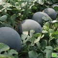 渭南市陈庄镇任金元：黑无籽