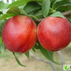 陕西大荔县范家镇张波 油桃