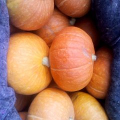 山东苍山金色小南瓜：向城刘鹏