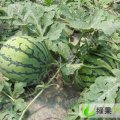 河南永城8424西瓜：永城市杨永强