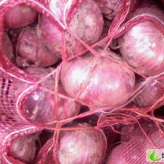 河南汝州红皮洋葱：尚庄乡张合有