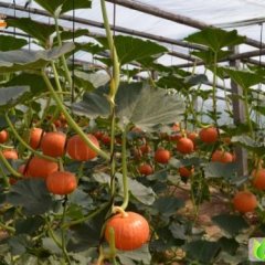 河北清苑金红冠南瓜：李赛