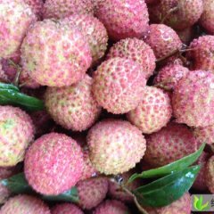 长期供应高档桂味荔枝10斤20斤装