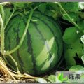 山东平原京欣：万亩西瓜低价上市