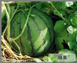 京欣价格