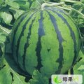 陕西蒲城京欣：钤铒镇张辽