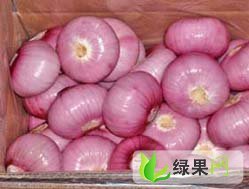 山东金乡红皮洋葱：卜集镇夏金义