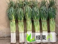 山东惠民长白大葱：麻店街陈先生