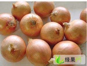 山东梁山黄皮洋葱：馆驿镇丁先生