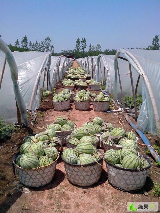 大棚早佳8424西瓜