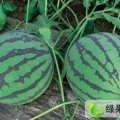 山东禹城京欣：四季青魏文志