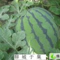 山东东昌府京欣：于集梁