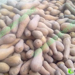 湖南南县新苏蜜本南瓜