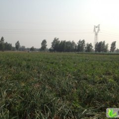 河南宁陵红皮洋葱：永乐路郭先生