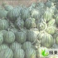 好消息!禹城大棚京欣即将大量上市