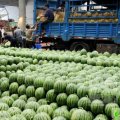 山东牡丹京欣：黄堽镇振华