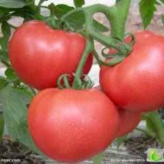 山东莱西欧盾：青岛莱王先生