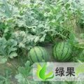 山东章丘京欣：高官寨许明浩