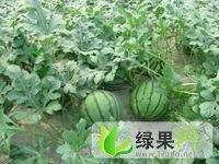 京欣价格