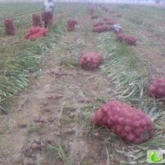 河南滑县紫皮洋葱：大寨乡崔