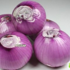 河南内黄紫皮洋葱：马上乡张全胜