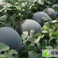 河南太康黑皮无籽：芝麻洼张先生