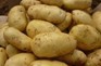 万亩优质土豆上市诚邀各地客商前来选购