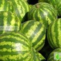 河南开封县花皮无籽：范村王先生