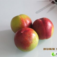 山西运城市盐湖区王范乡姚张48、213油桃、毛桃