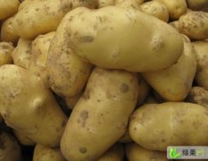 保定望都土豆基地特供优质改良荷兰土豆