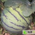 供应京欣西瓜