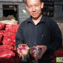 甘肃洋葱新货大量上市0.2元一斤！