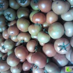 山东高密高档大红：大牟家孙联军