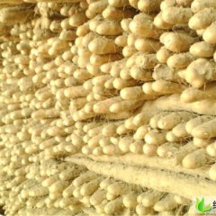 河北安平小白嘴白山药：曹庄豆豆