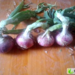 山东莘县红皮洋葱：莘亭镇冯彬