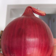 山东惠民红皮洋葱：姜楼镇韩敬信