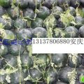 河南金明黑金刚：榆园村安庆斌
