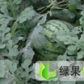 河南通许花皮无籽龙卷风：厉庄乡万雷刚
