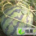 湖北钟祥8424西瓜：官庄湖张瑞峰