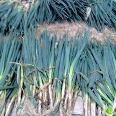 山东安丘铁杆大葱：赵戈镇楚晓东