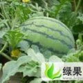 山东禹城京欣：高新区时春健
