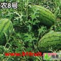 陕西大荔冠龙西瓜大量上市