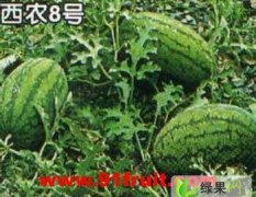 陕西大荔冠龙西瓜大量上市