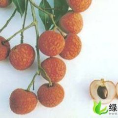 广东高州白糖罂