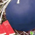 河南中牟黑皮无籽：东风路李东胜