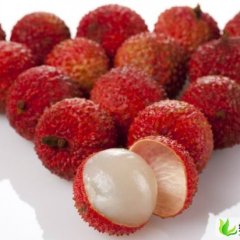 广西凭祥圆枝：越南北林先生