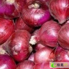 山东临沭紫皮洋葱：蛟龙镇王鑫