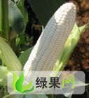 辽宁凌海青玉米穗：右卫糯李建宇